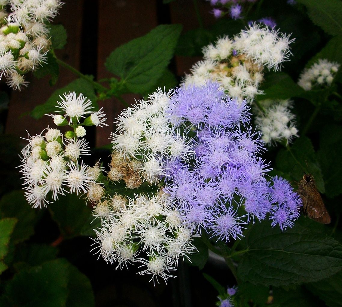 ユーハトリウム 西洋藤袴 青色藤袴 ミストフラワー 先代さるく ユーハトリウム 西洋藤袴 青色藤袴 ミストフラワー 先代さるく