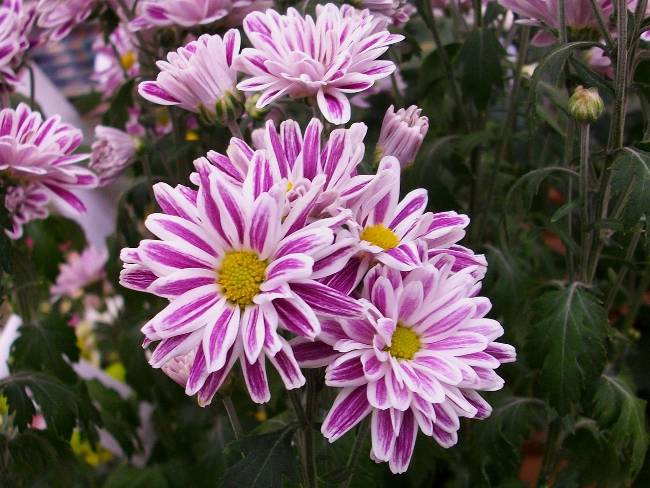 スプレー菊 スプレーマム 先代さるく スプレー菊 スプレーマム 先代さるく