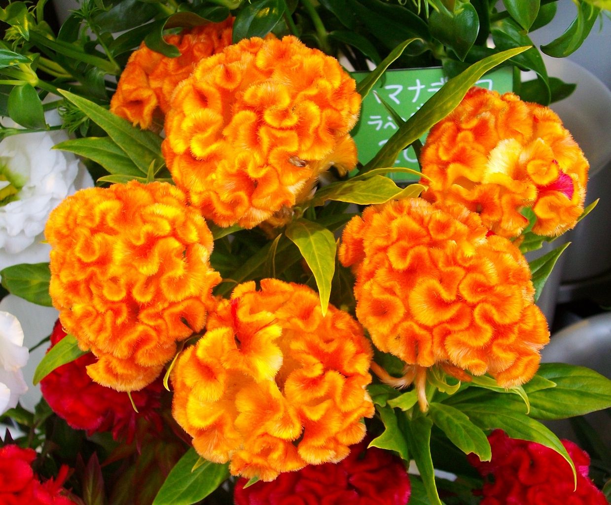 鶏頭 鶏冠花 韓藍 先代さるく