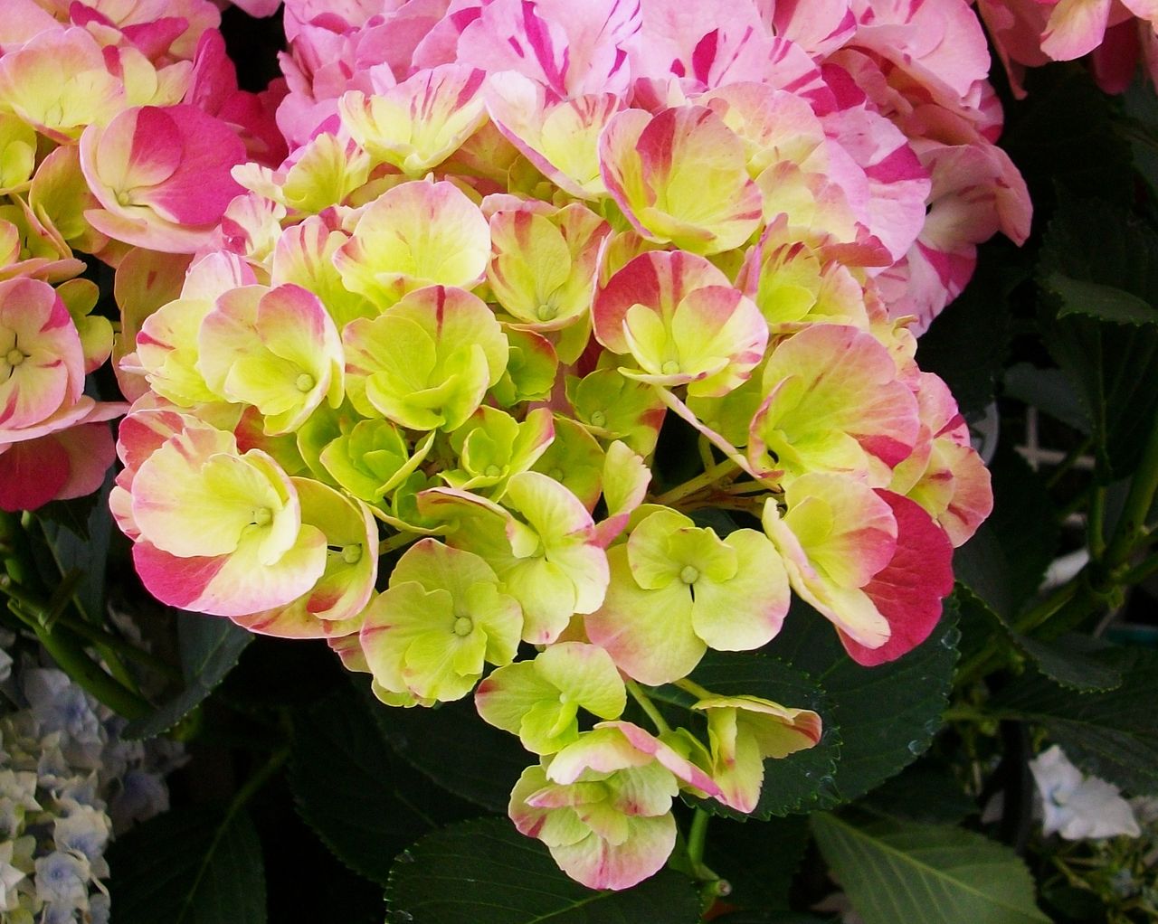 西洋紫陽花 ハイランドジア 先代さるく