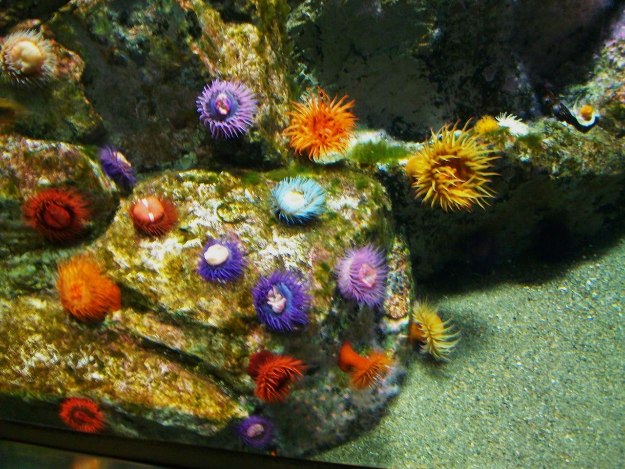 歳時記 春 磯巾着 いしぼたん 先代さるく