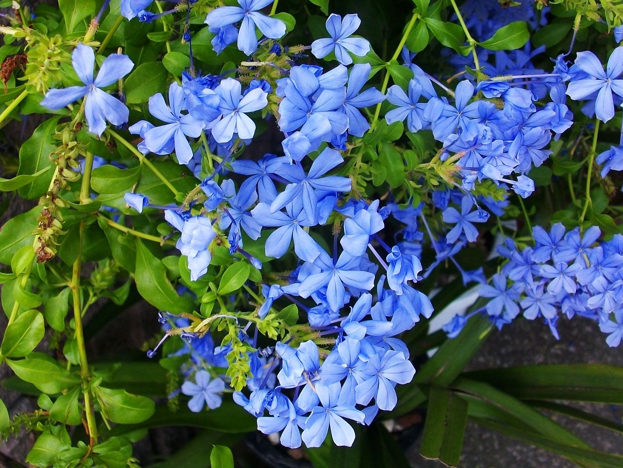 瑠璃茉莉 青茉莉 プルンバゴ 先代さるく