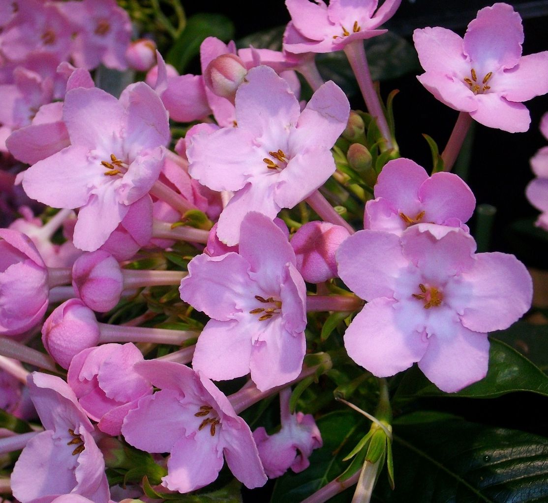 匂い桜 アッサム匂い桜 ルクリア 先代さるく