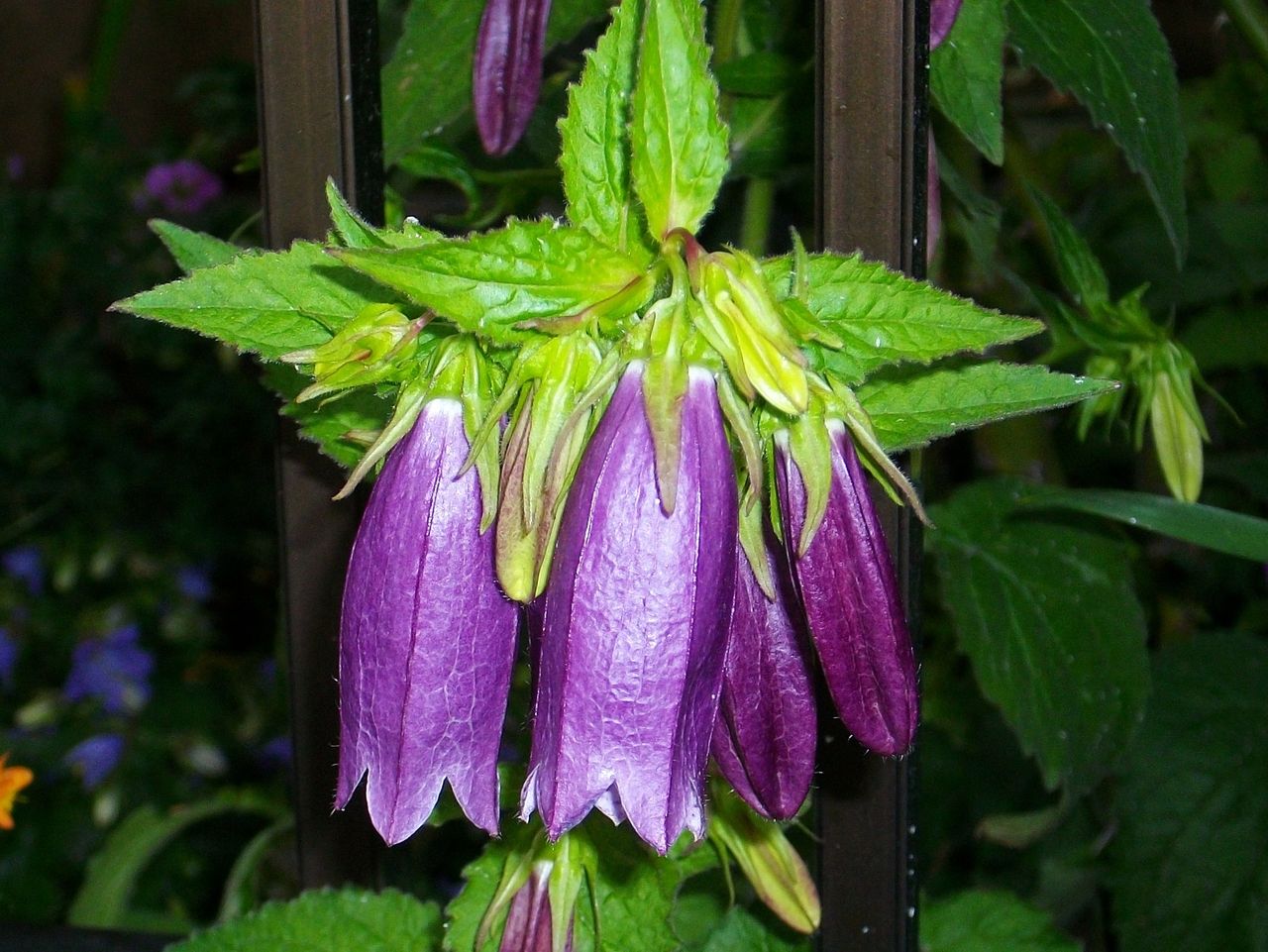 歳時記 夏 蛍袋 釣鐘草 提灯花 風鈴草 先代さるく