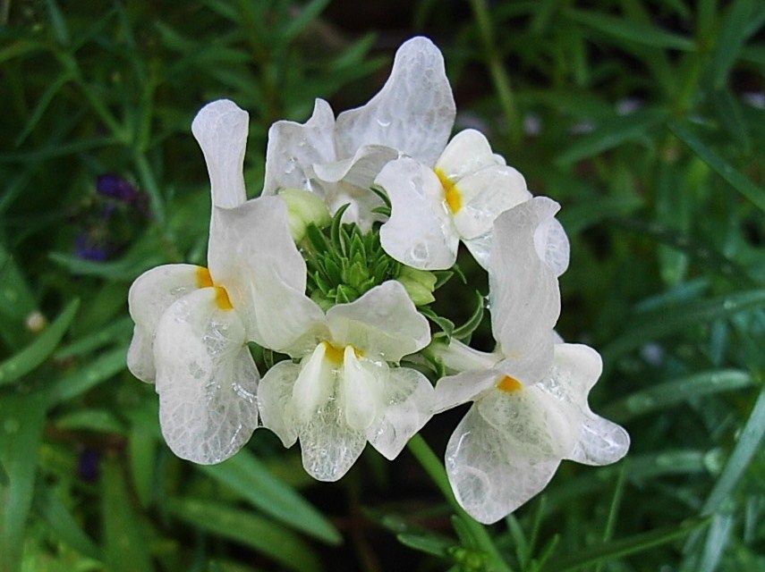 リナリア 姫金魚草 紫海蘭 先代さるく