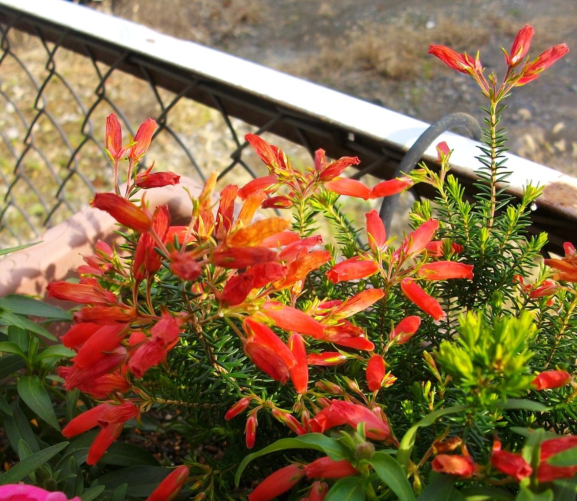 シーマニア 先代さるく