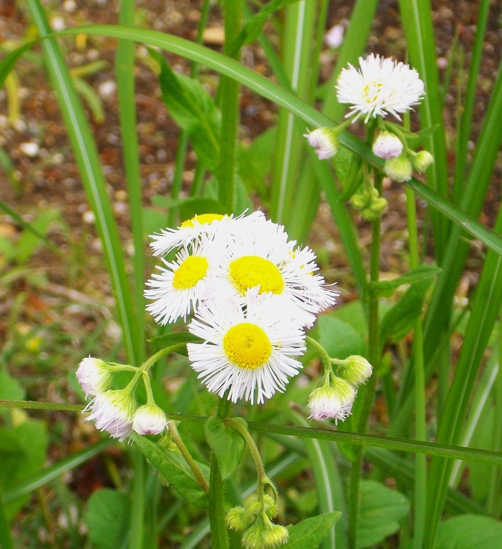 春紫苑 春女苑 貧乏草 先代さるく