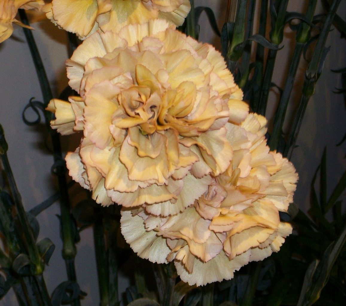 東京さるく １２７ 銀座のカーネーション ３ 先代さるく