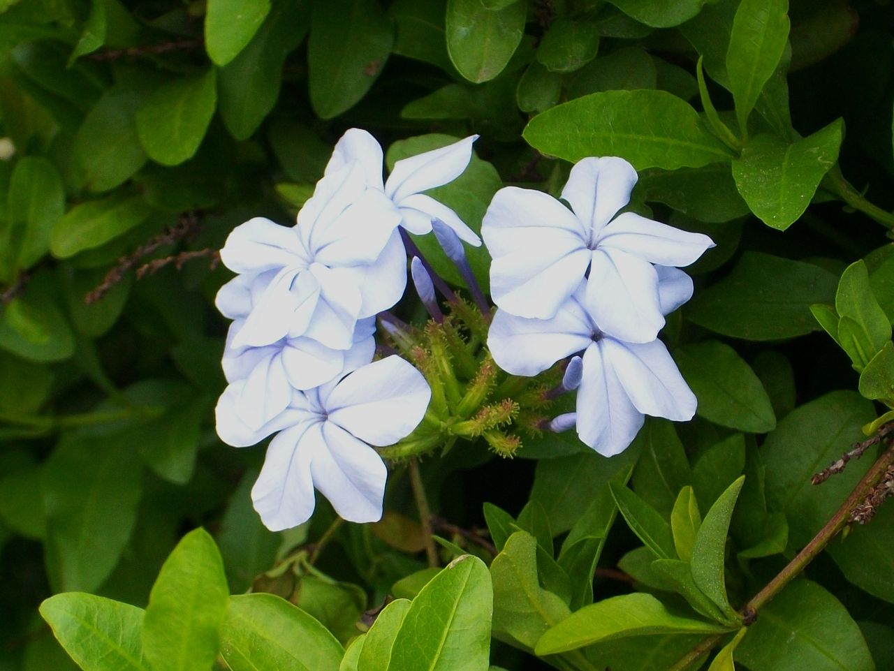 瑠璃茉莉 青茉莉 ブルンバゴ 先代さるく