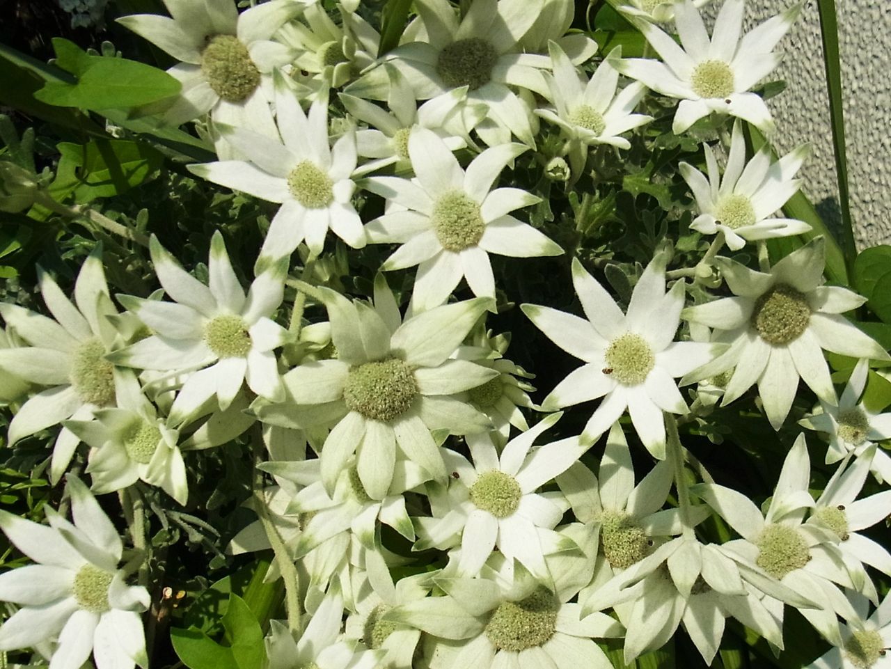 フランネルフラワー アクチノタス アクチノータス 先代さるく