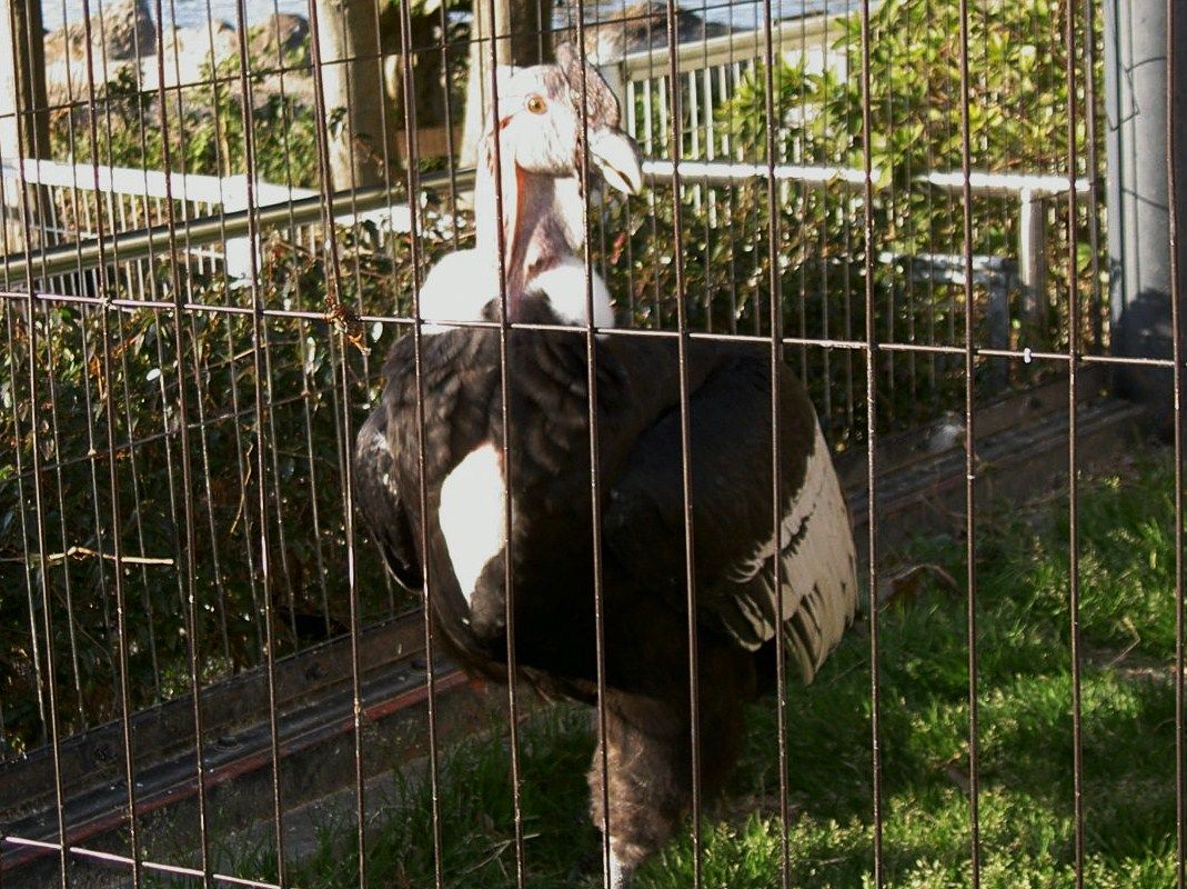 東武動物公園 了 アンデスコンドル 先代さるく