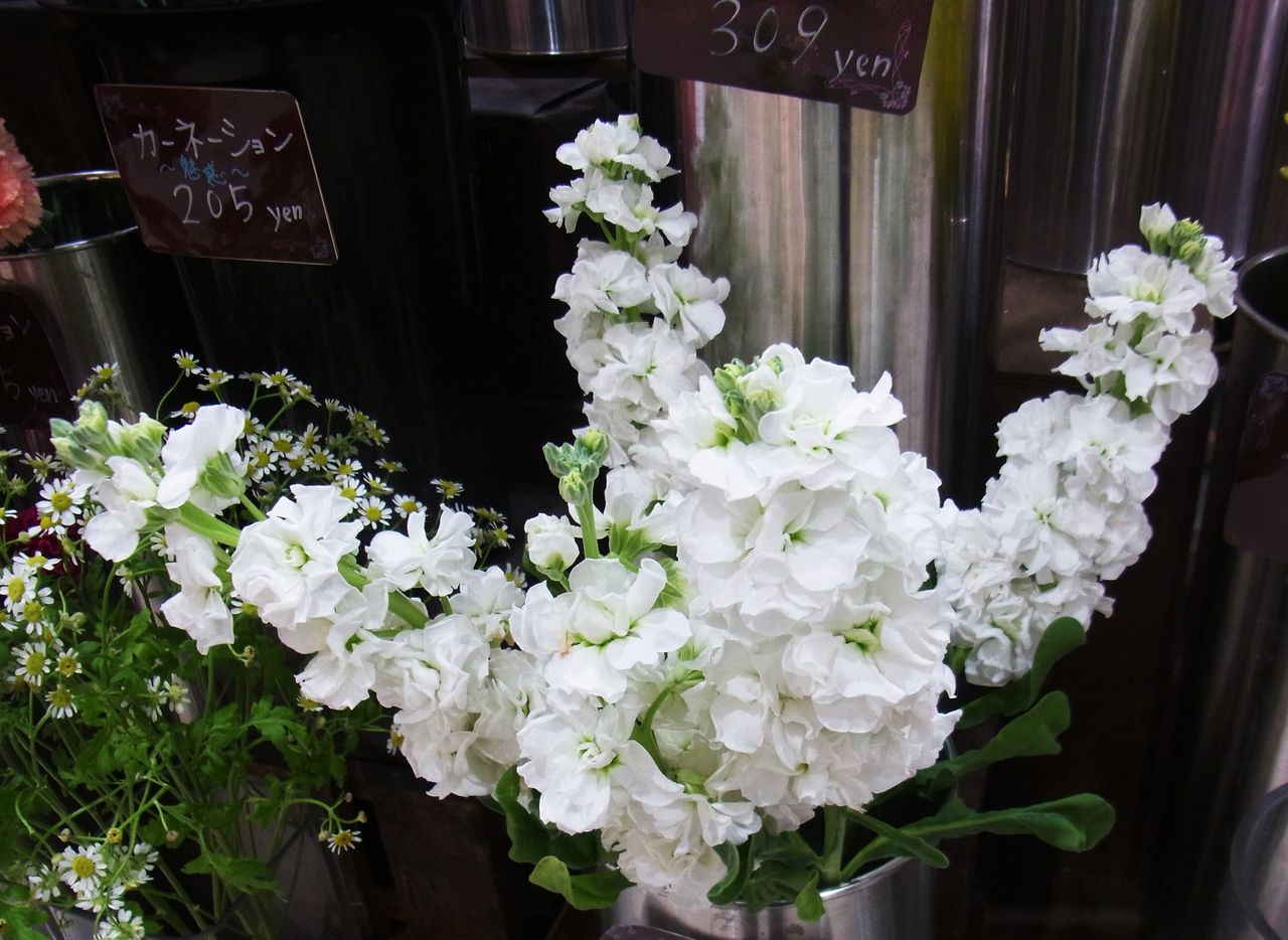 ストック 紫羅欄花 先代さるく