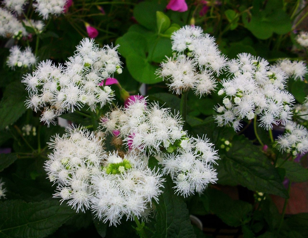 ユーハトリウム 西洋藤袴 青色藤袴 ミストフラワー 先代さるく ユーハトリウム 西洋藤袴 青色藤袴 ミストフラワー 先代さるく