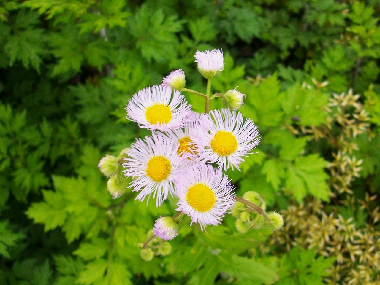 春紫苑 春女苑 貧乏草 先代さるく