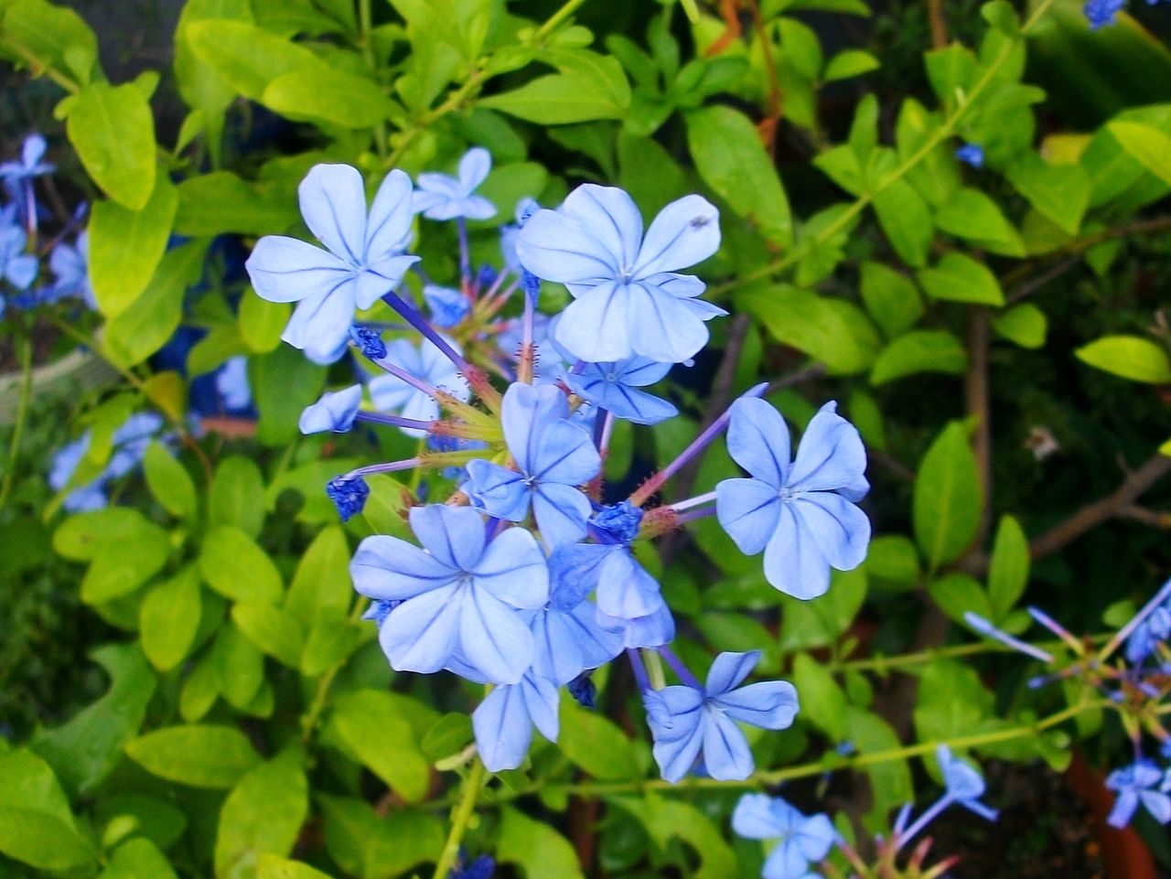 瑠璃茉莉 青茉莉 ブルンバーゴ 先代さるく