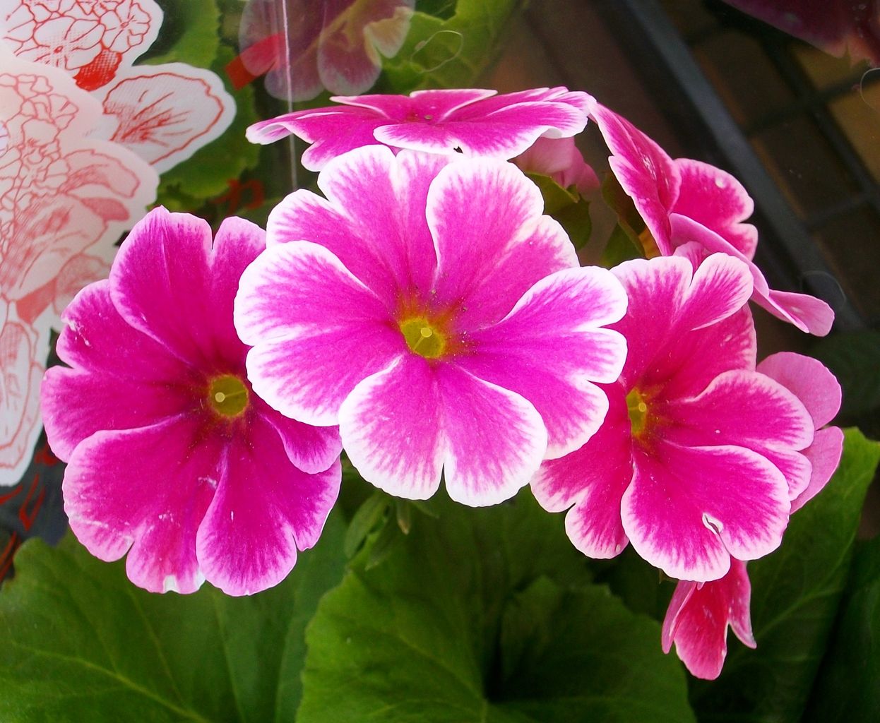 常盤桜