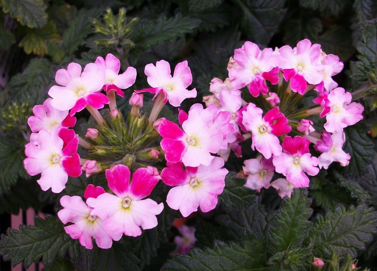プリムラ マラコイデス 化粧桜 乙女桜 先代さるく