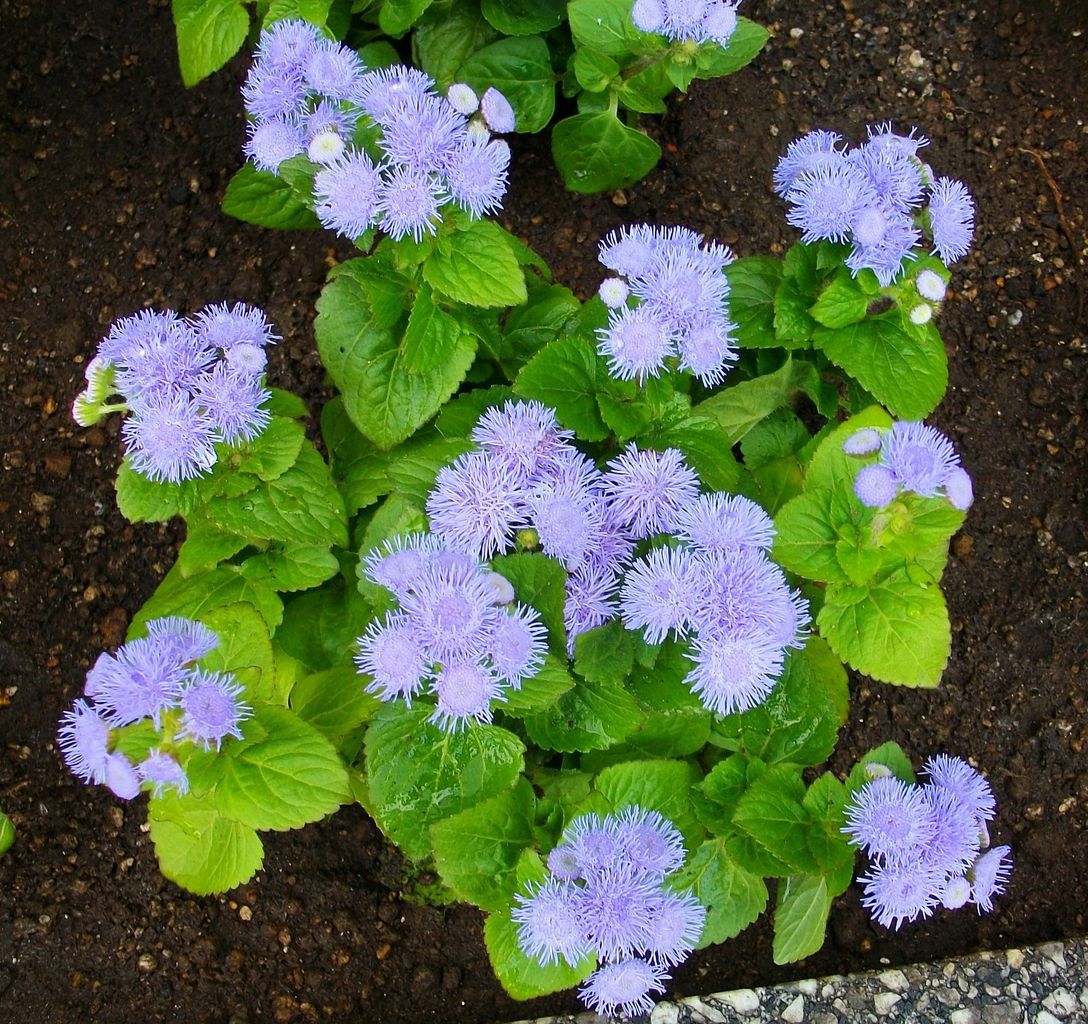 アゲラタム アゲラツム カッコウアザミ 先代さるく