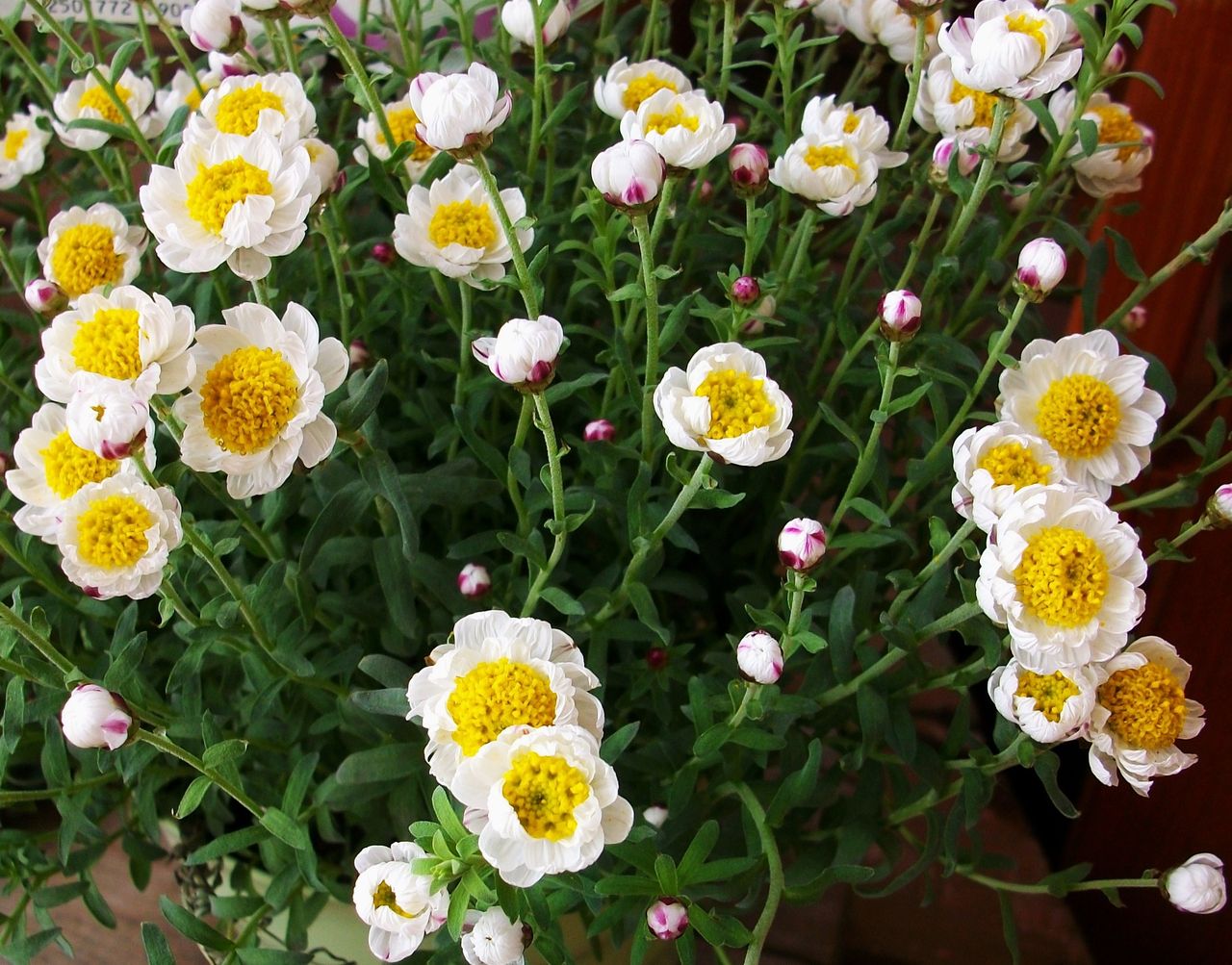 花簪 アクロクリニウム ヘリプテラム 先代さるく