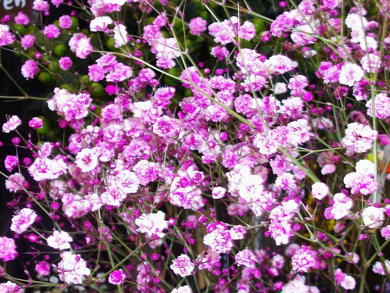 霞草 花糸撫子 群撫子 先代さるく