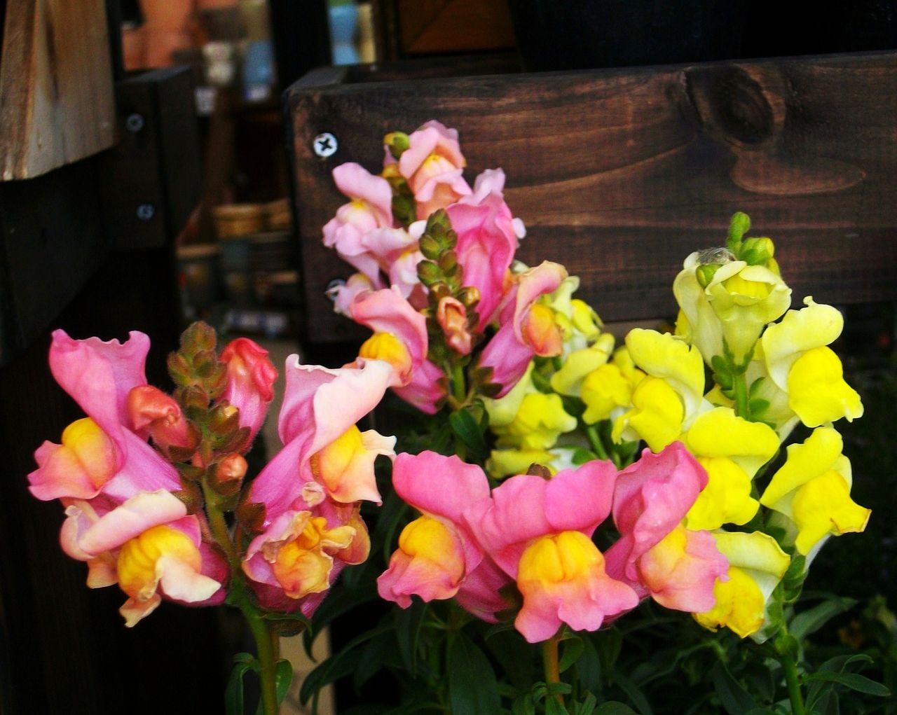 金魚草 スナップドラゴン 先代さるく