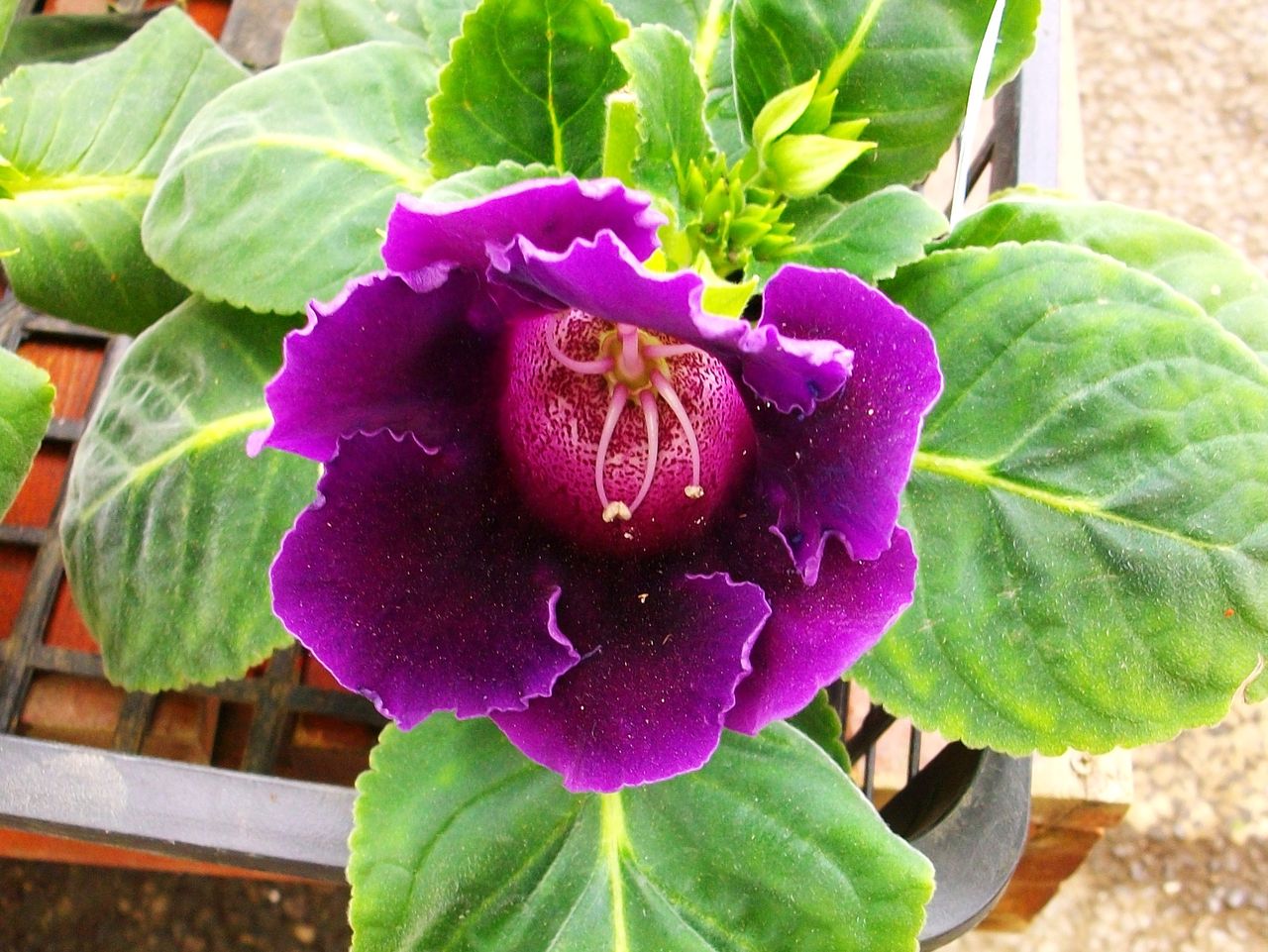 グロキシニア 大岩桐草 先代さるく