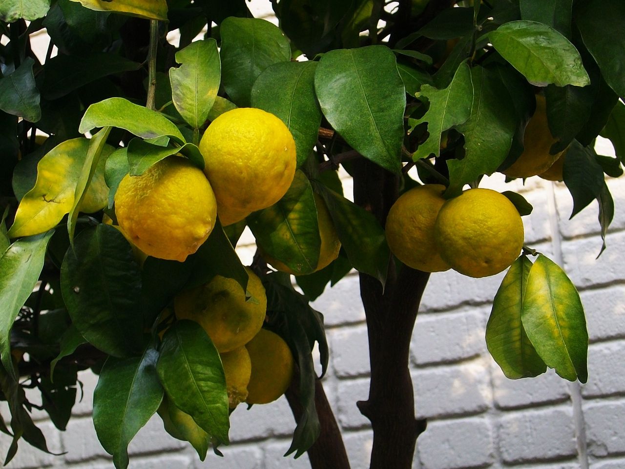 花柚子 一才柚子 先代さるく 花柚子 一才柚子 先代さるく