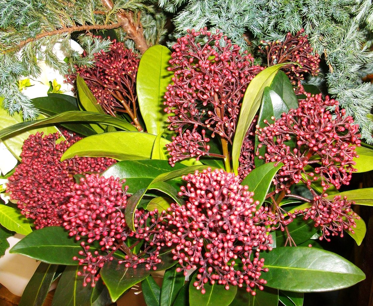 シキミア スキミア 深山樒 ミヤマシキミ 先代さるく