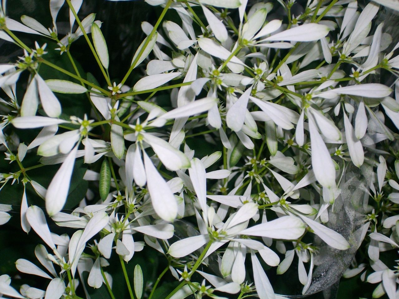 ユーフォルビア 白雪姫 先代さるく