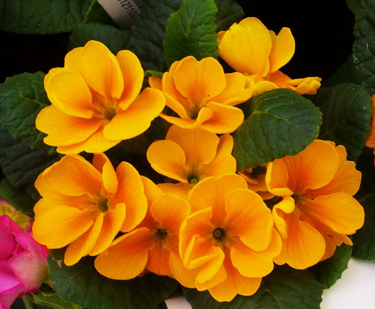 プリムラ ジュリアン 先代さるく