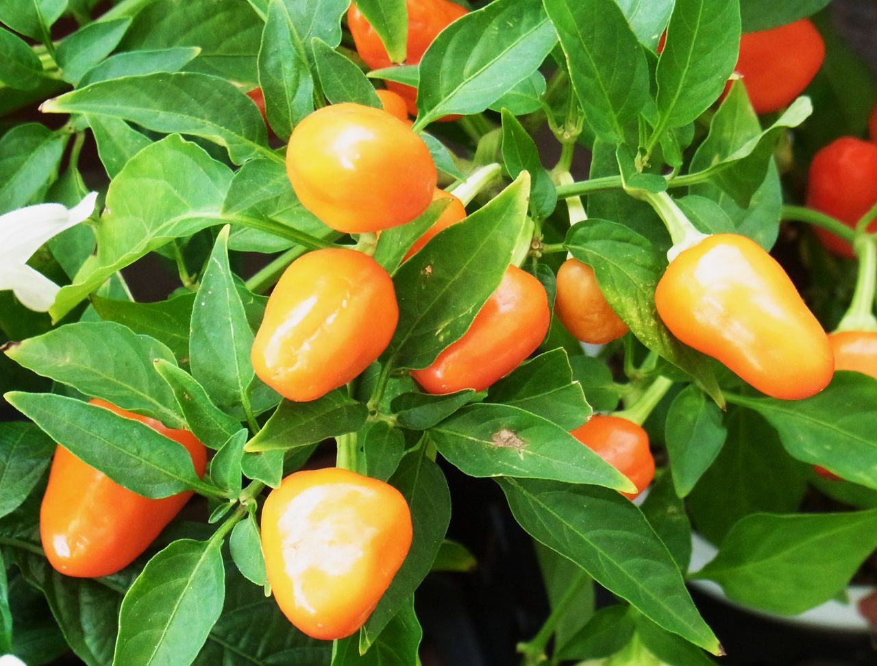 五色唐辛子 観賞用唐辛子 先代さるく 五色唐辛子 観賞用唐辛子 先代さるく