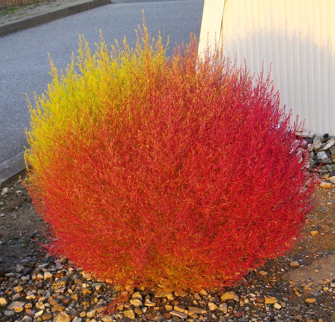 コキア 箒木 箒草 庭草 先代さるく