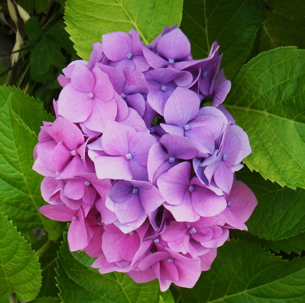紫陽花 四葩 七変化 先代さるく 紫陽花 四葩 七変化 先代さるく