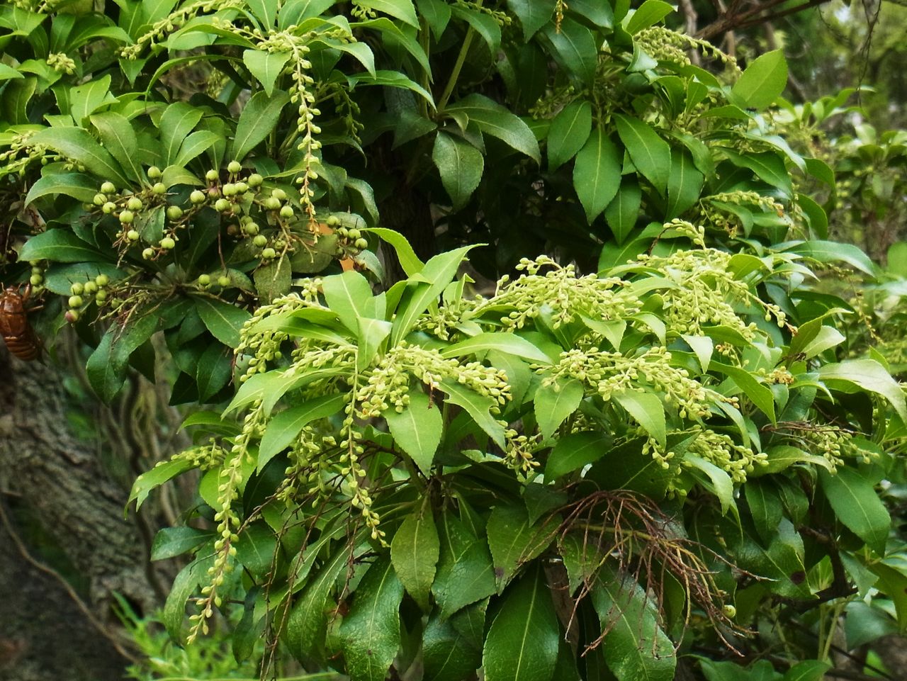 馬酔木 アセビ アセボ 先代さるく