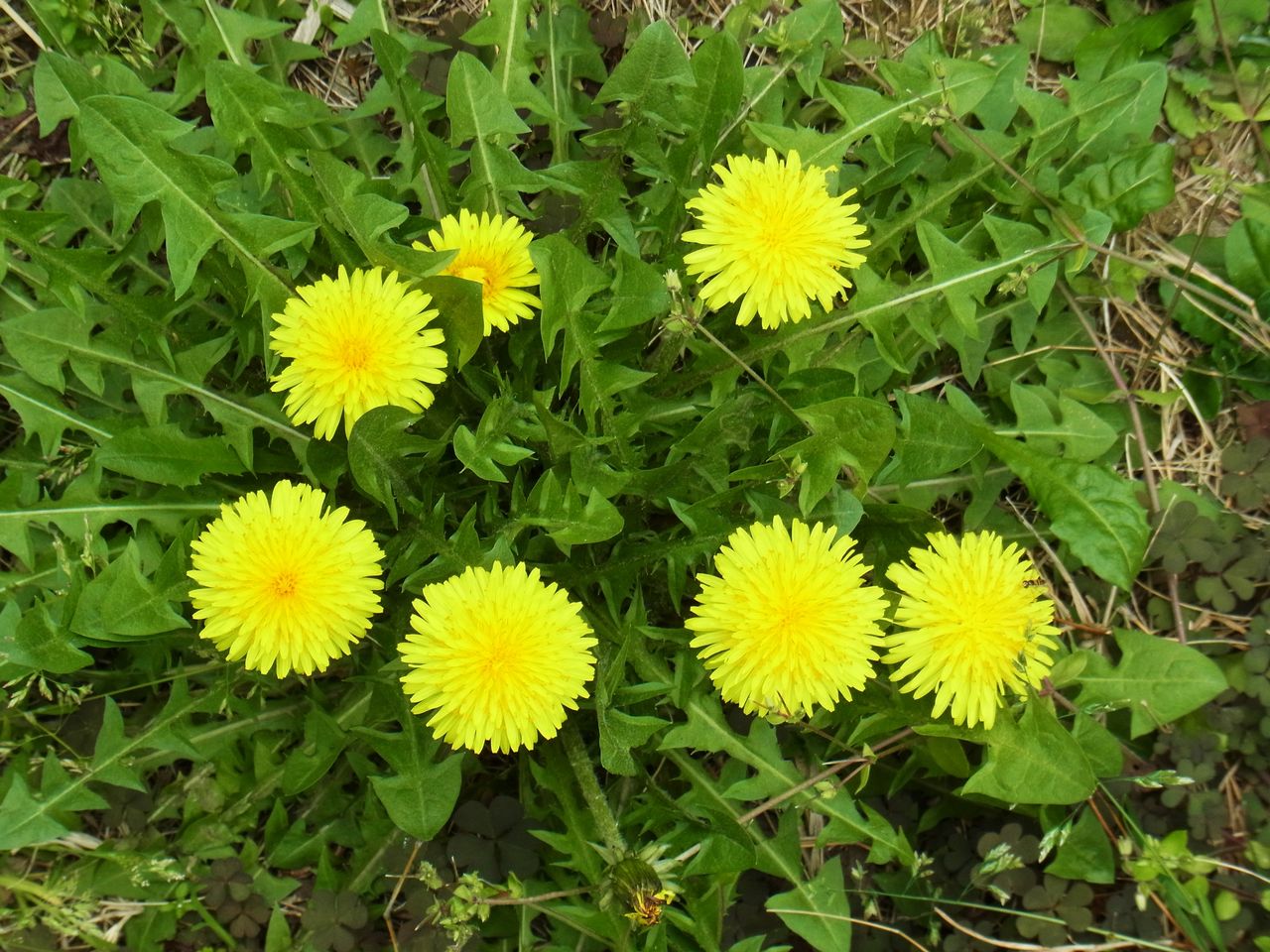 門倉さとし追悼演奏会 たんぽぽ 先代さるく 門倉さとし追悼演奏会 たんぽぽ 先代さるく