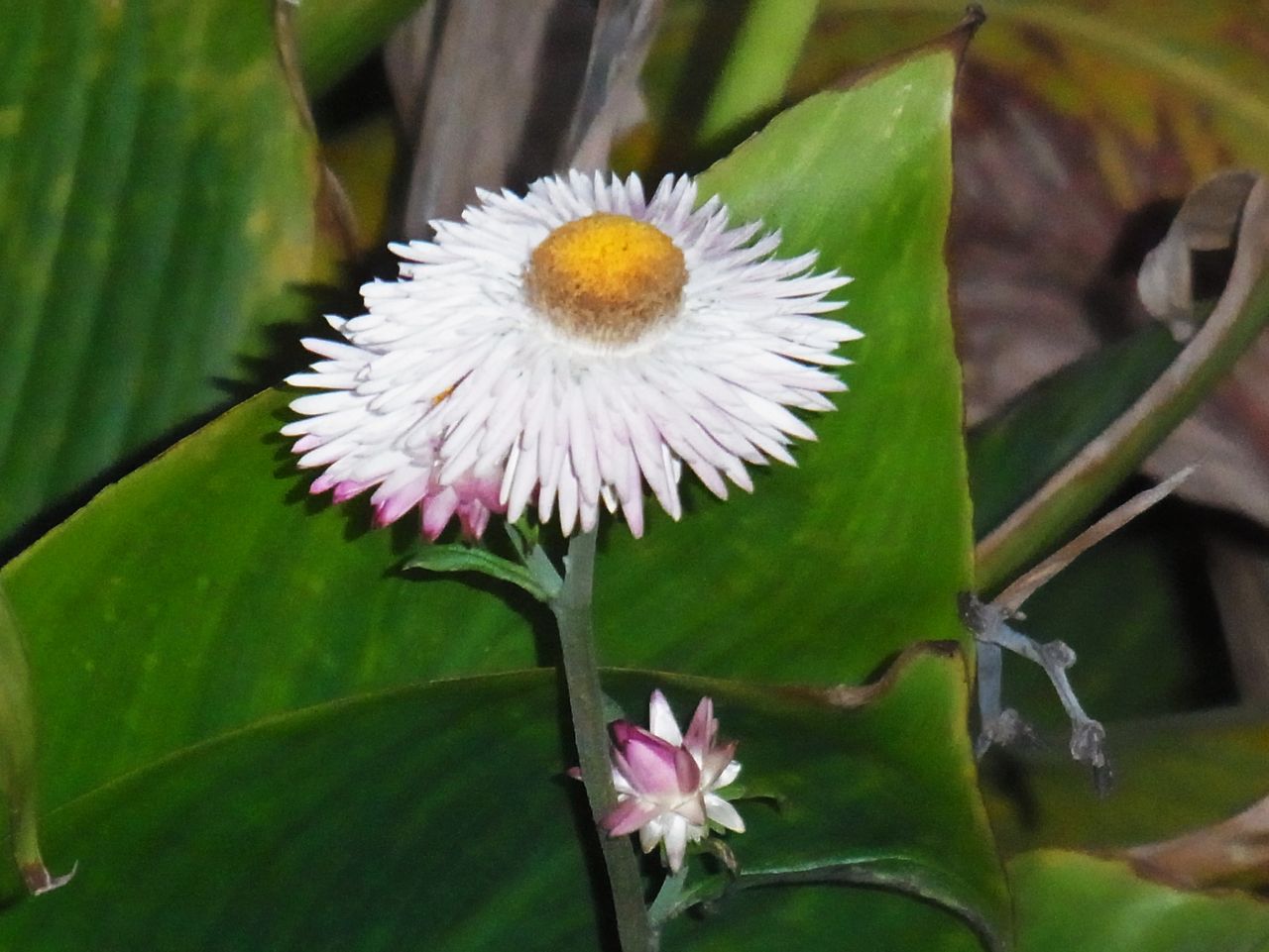 ヘリクリサム 麦藁菊 帝王貝細工 先代さるく ヘリクリサム 麦藁菊 帝王貝細工 先代さるく