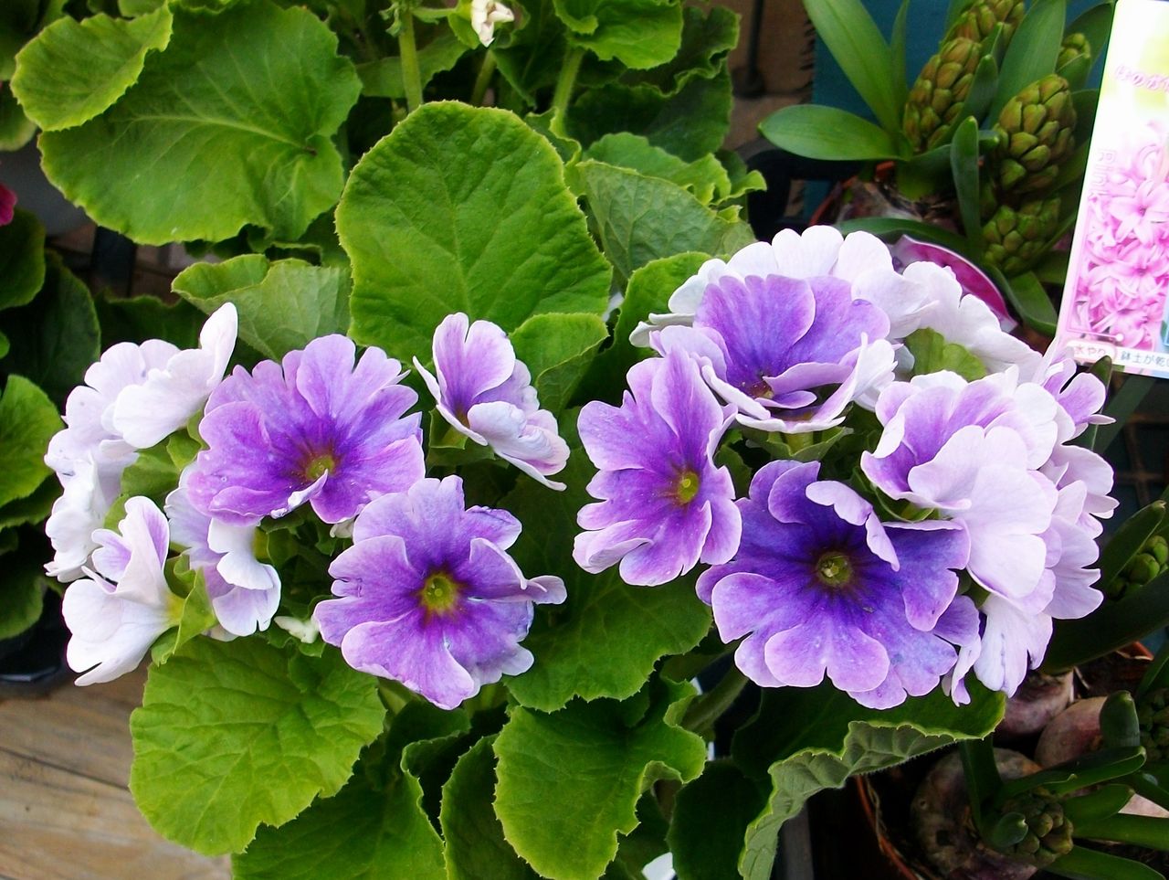 プリムラ オブコニカ 常盤桜 先代さるく