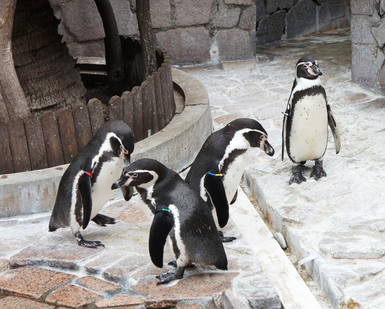 江戸川区 自然動物園 の動物 先代さるく 江戸川区 自然動物園 の動物 先代さるく