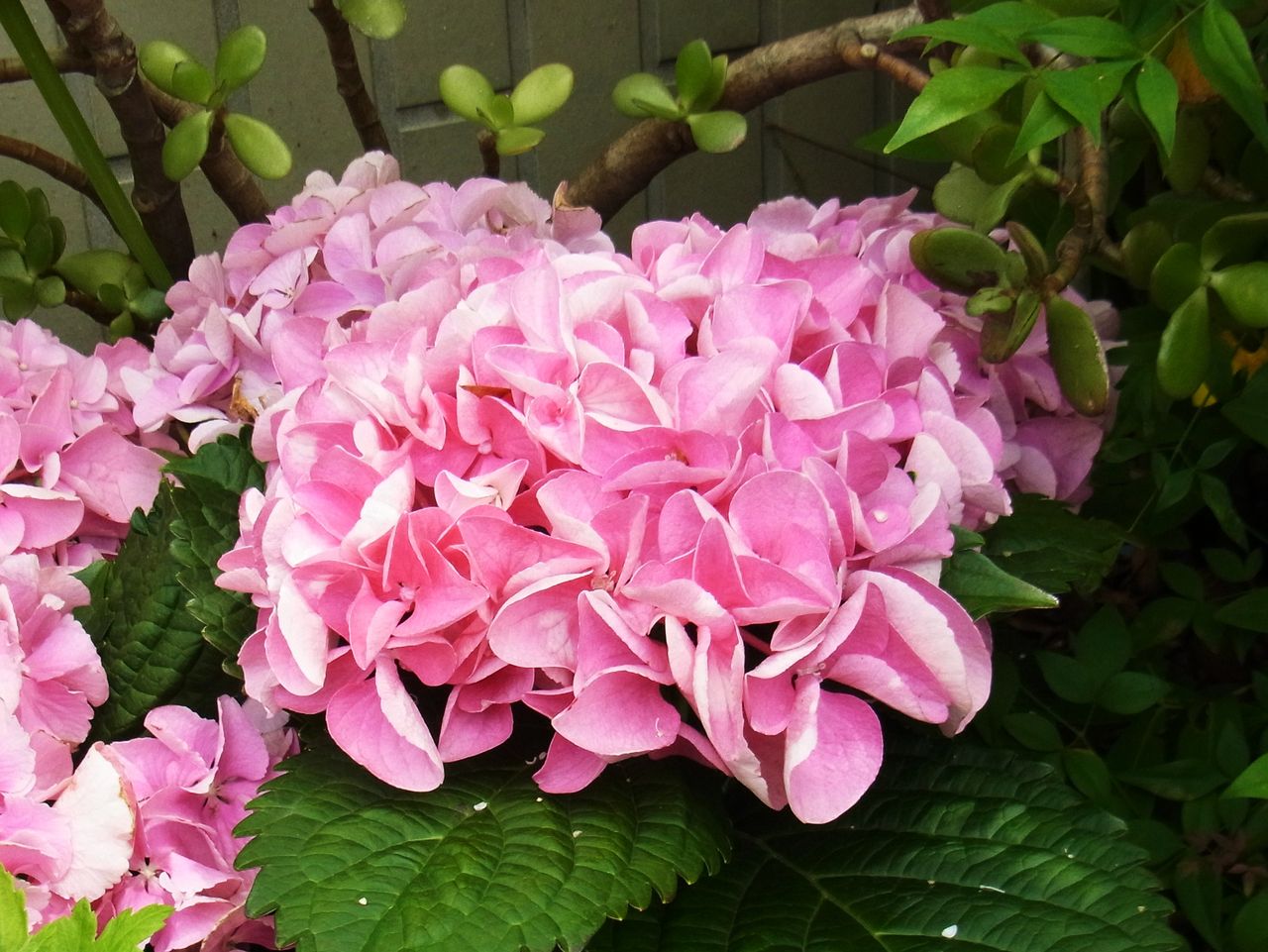 紫陽花 七変化 よひら 手毬花 先代さるく