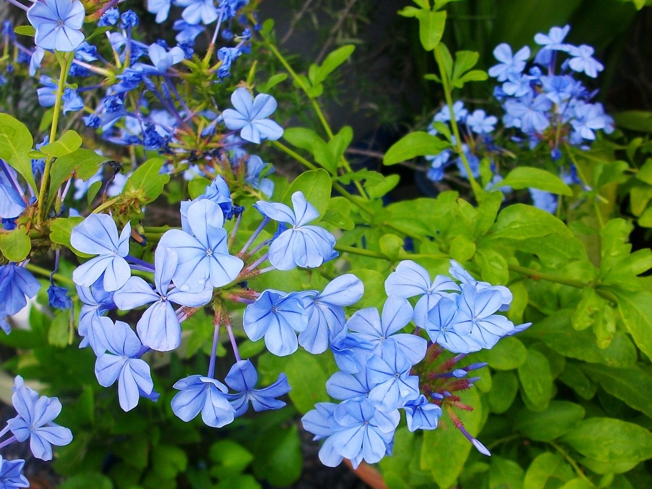 瑠璃茉莉 青茉莉 ブルンバーゴ 先代さるく