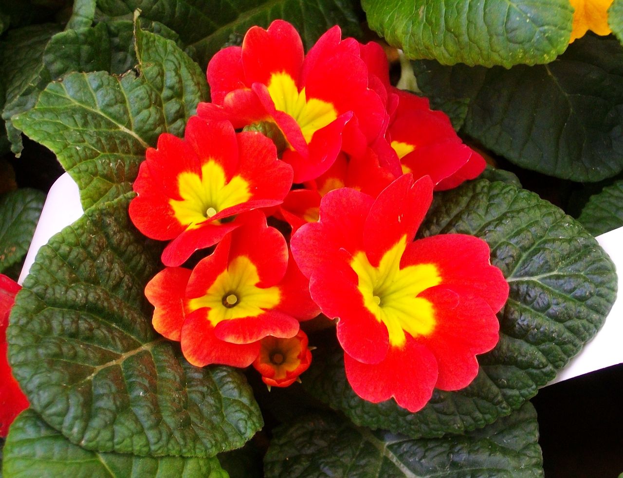 プリムラ ジュリアン 先代さるく