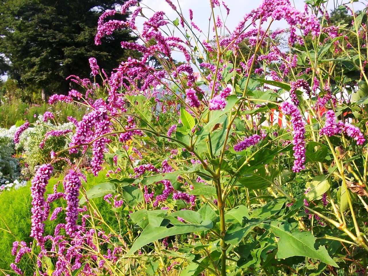 歳時記 秋 赤まんま 赤のまんま 赤のまま 犬蓼の花 先代さるく