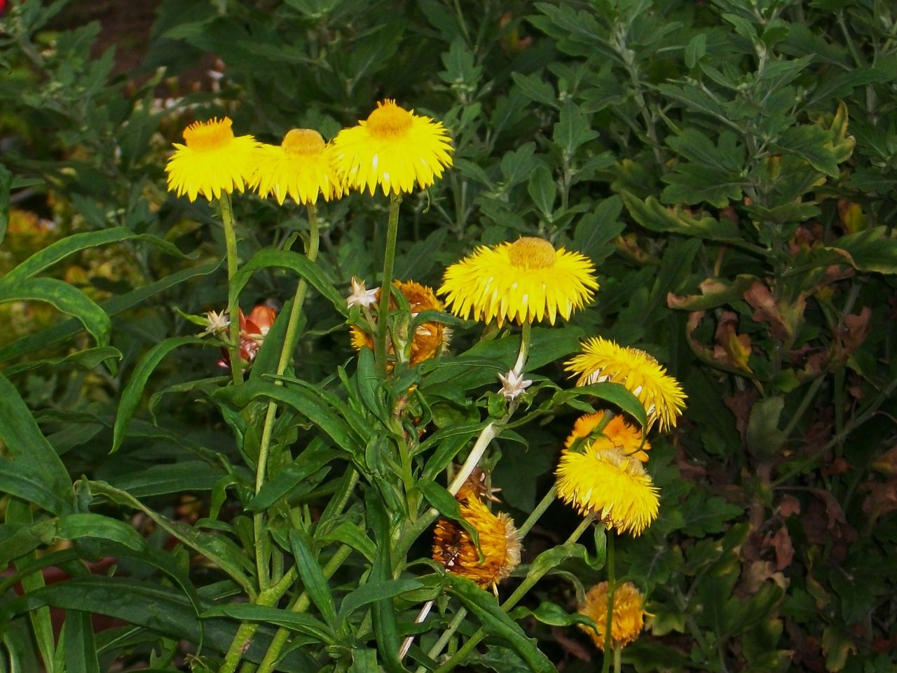ヘリクリサム 麦藁菊 帝王貝細工 先代さるく