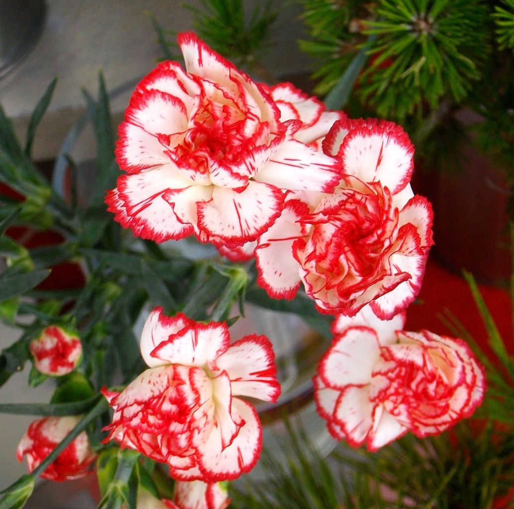 カーネーション オランダ石竹 アンジャベル 先代さるく カーネーション オランダ石竹 アンジャベル 先代さるく