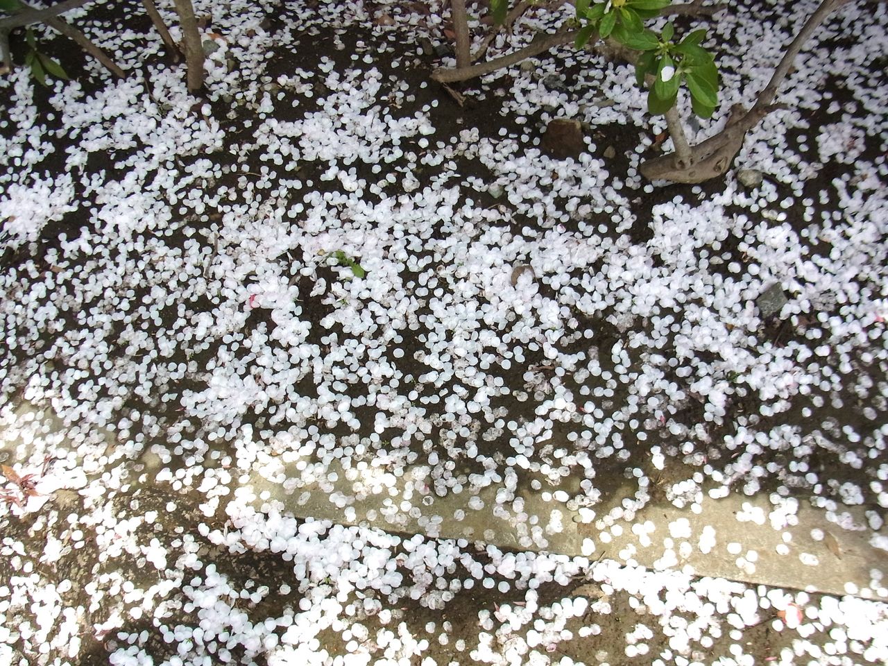 落花 花散る 花屑 花の塵 先代さるく 落花 花散る 花屑 花の塵 先代さるく