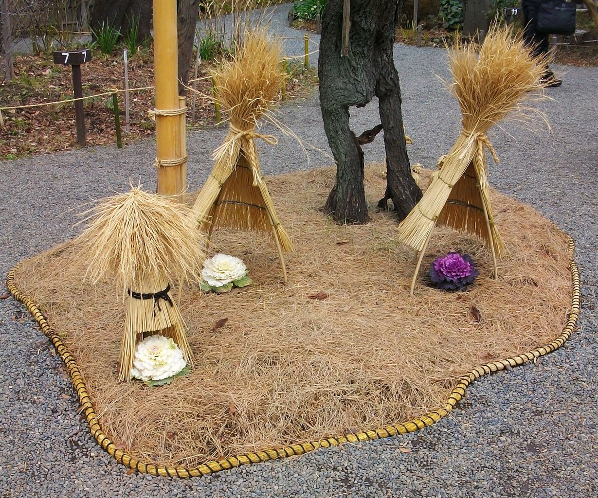 東京さるく(9) 向島百花園 冬囲い・雪吊り : 先代さるく