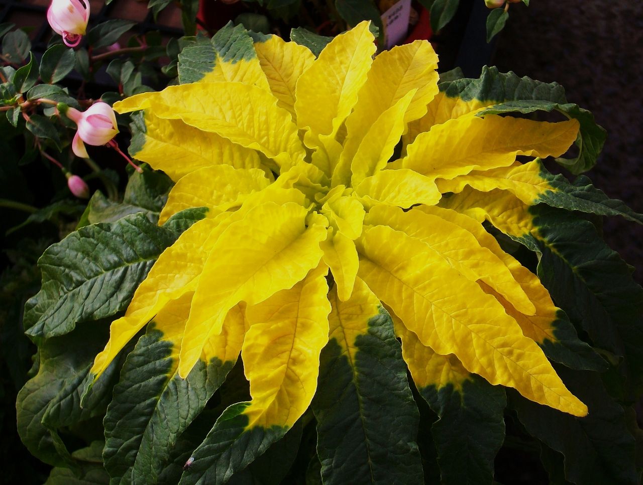 葉鶏頭 雁来紅 先代さるく