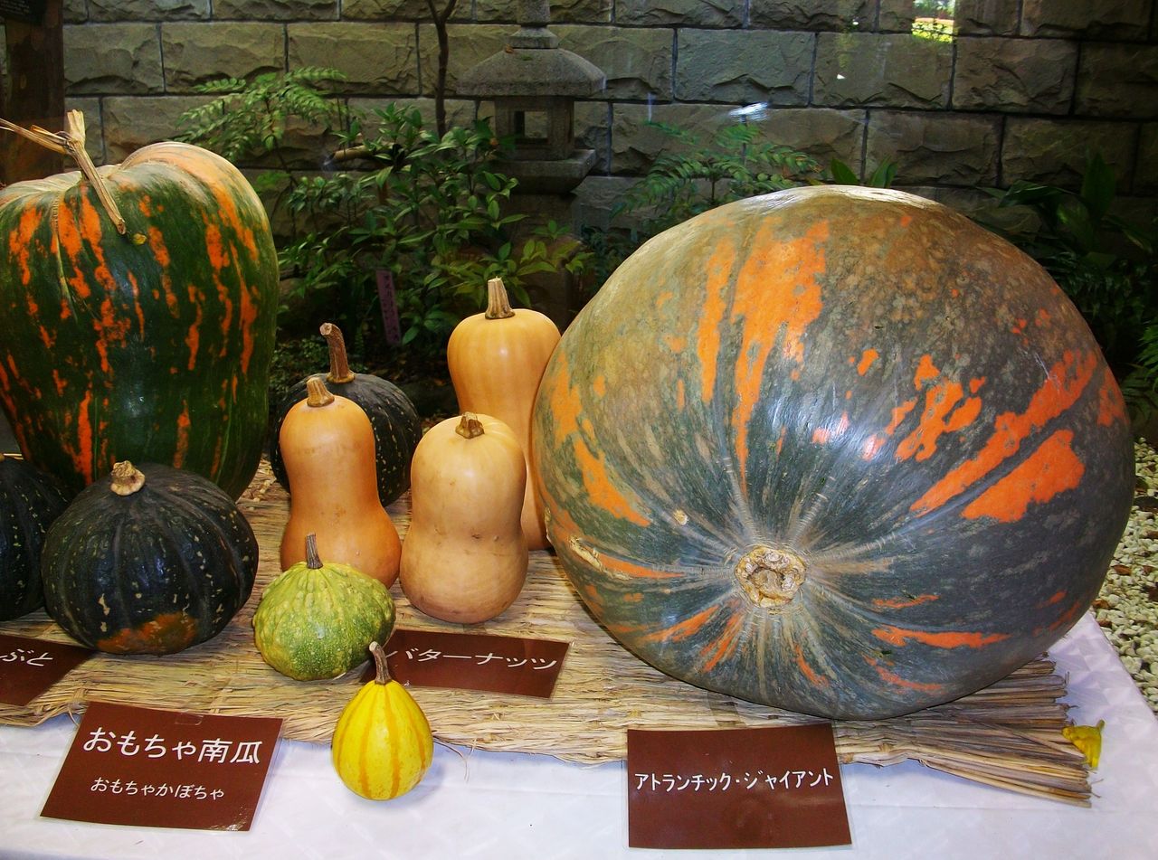 神代植物公園 南瓜 なんきん 唐茄子 ぼうぶら 先代さるく