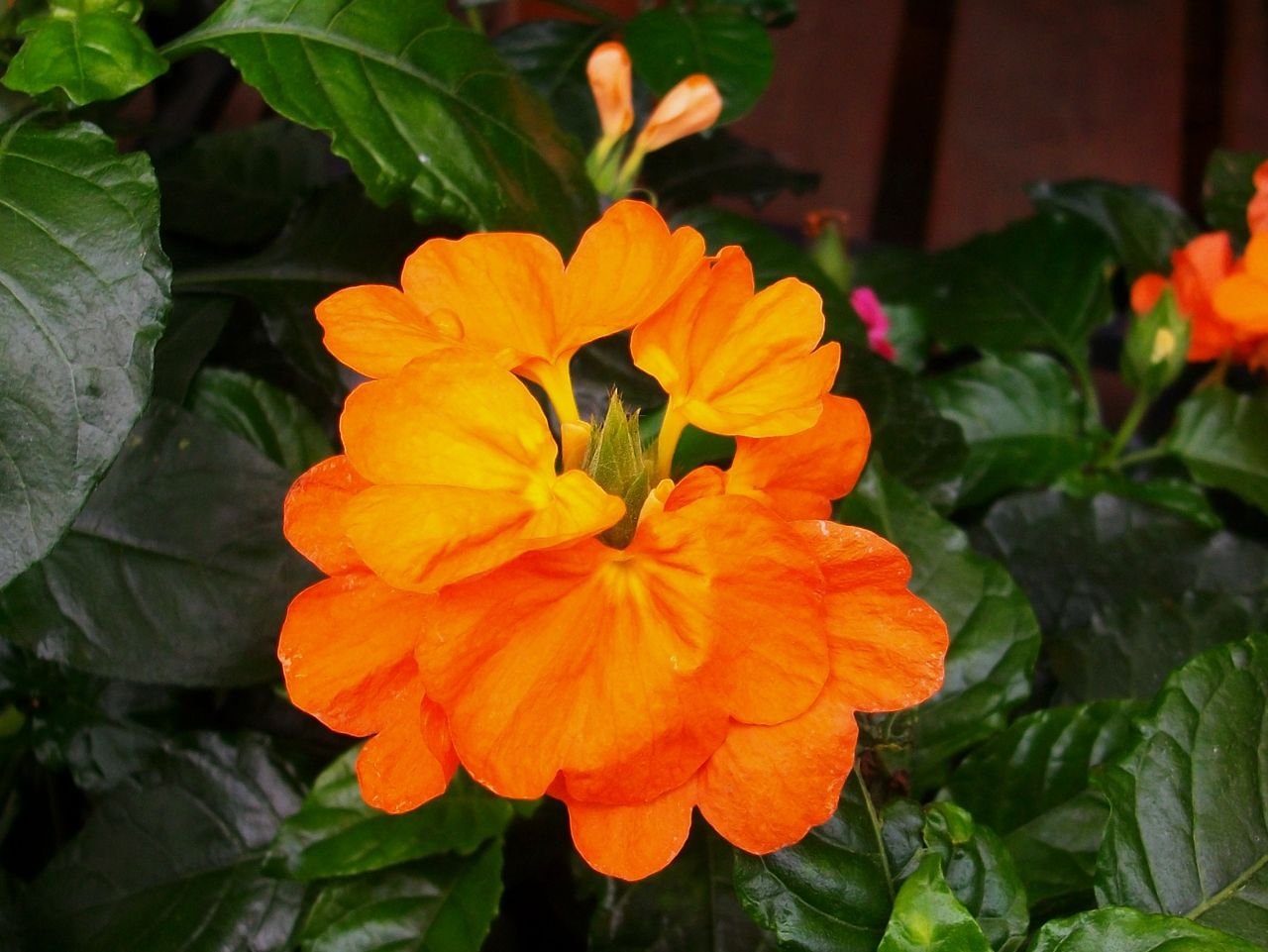 クロサンドラ サマーキャンドル 縁取雄蕊 漏斗花 先代さるく