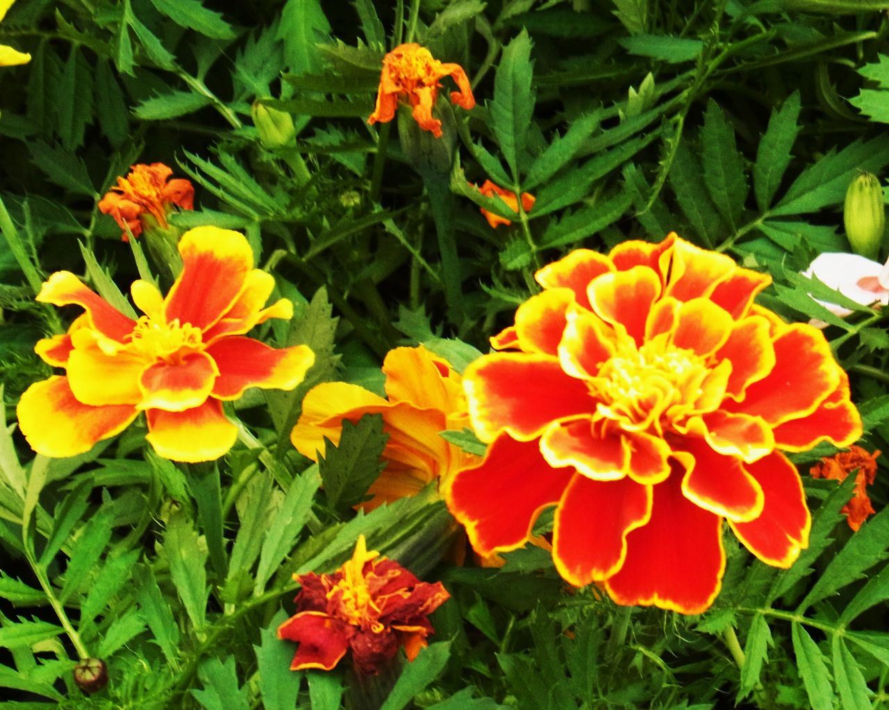 マリーゴールド 孔雀草 万寿菊 千寿菊 先代さるく